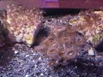 Palythoa koraal stekje, Dieren en Toebehoren, Vissen | Aquaria en Toebehoren, Ophalen, Nieuw, Plant(en), Steen of Hout