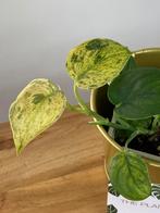 Scindapsus Jade Satin Marble Variegata, Ophalen of Verzenden, Halfschaduw, Minder dan 100 cm