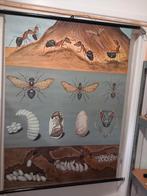 Jung Koch Quentell,  de Mier, Antiek en Kunst, Antiek | Schoolplaten, Ophalen of Verzenden, Natuur en Biologie