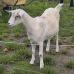 Geitje, Dieren en Toebehoren, Schapen, Geiten en Varkens, Vrouwelijk, Geit