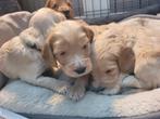 Cockapoo f1 pup reu en teef beide ouders getest en vrij, Overige rassen, 8 tot 15 weken, Meerdere, Meerdere dieren
