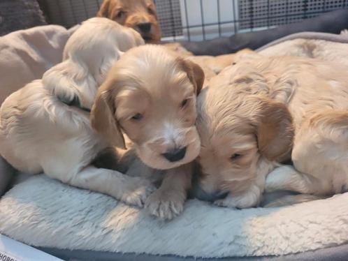 Cockapoo f1 pup reu en teef beide ouders getest en vrij, Dieren en Toebehoren, Honden | Retrievers, Spaniëls en Waterhonden, Meerdere dieren