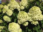 Hydrangea Limelight, Pluim Hortensia, Tuin en Terras, Planten | Tuinplanten, Vaste plant, Halfschaduw, Zomer, Ophalen