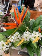 Strelitzia Reginae en witte bloemen ,Kunstplant, Ophalen, Gehele jaar, Volle zon, Bloembol