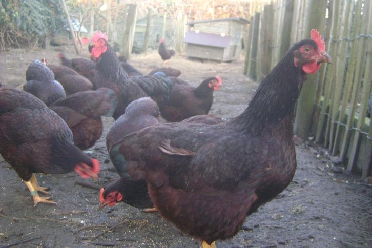 Broedeieren Rhode Island KRIEL, Dieren en Toebehoren, Pluimvee, Kip, Geslacht onbekend