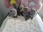 British shorhair kittens, Dieren en Toebehoren, Katten en Kittens | Raskatten | Korthaar, Poes, Ontwormd, 0 tot 2 jaar
