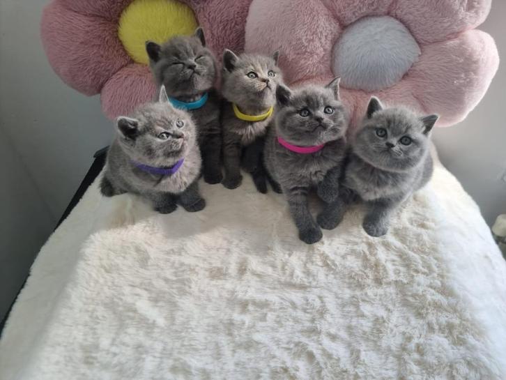 British shorhair kittens, Dieren en Toebehoren, Katten en Kittens | Raskatten | Korthaar, Poes, 0 tot 2 jaar, Ontwormd