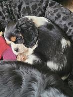 Nog 1  mooie echteCavelier King charles spaniel puppies, Dieren en Toebehoren, Parvo, Overige rassen, 8 tot 15 weken, Meerdere
