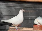 Te koop sierduiven helmduif en pauwstaarten, Meerdere dieren, Overige soorten