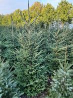Kerstbomen te koop, Tuin en Terras, Overige soorten, 100 tot 250 cm, Zomer, Ophalen