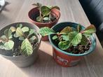 Madagascar Jewel kamerplant 3 stekjes per pot. Ophalen, Ophalen of Verzenden, Halfschaduw, Minder dan 100 cm