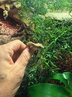 Wimpergekkos, Dieren en Toebehoren, Reptielen en Amfibieën, 0 tot 2 jaar