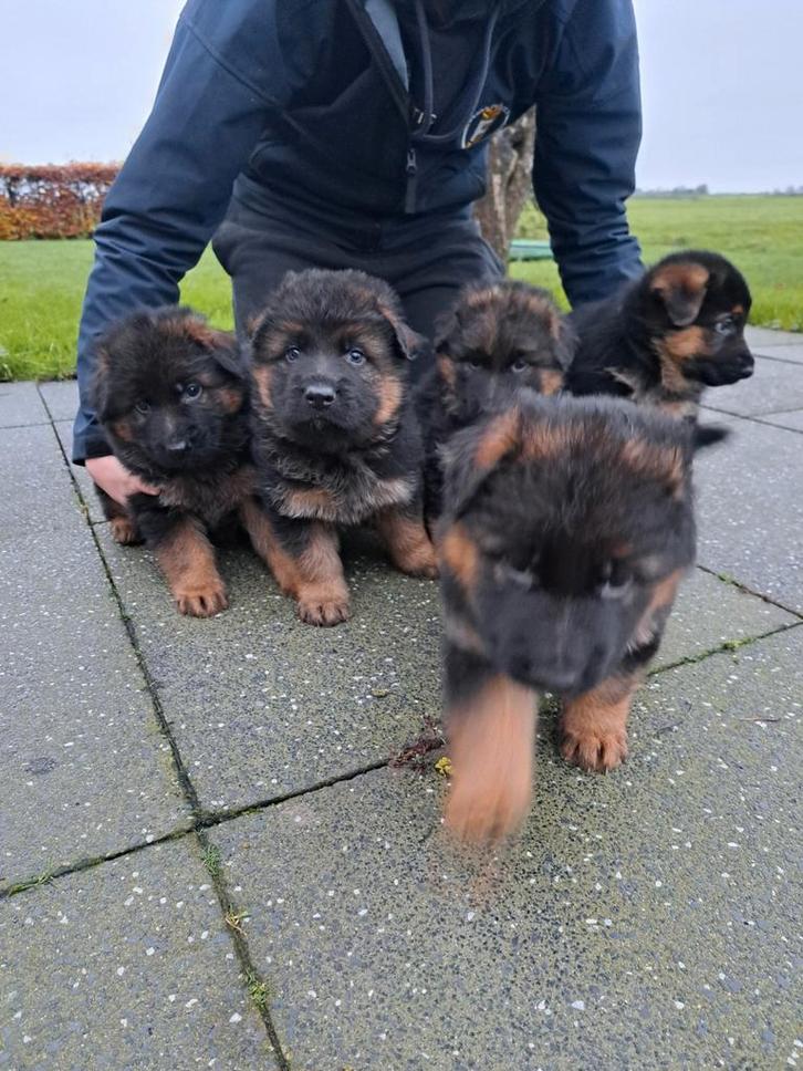 5 prachtige raszuivere Duitse herderpups stokhaar, Dieren en Toebehoren, Honden | Herdershonden en Veedrijvers, Meerdere dieren