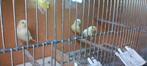 Jonge kanaries, Meerdere dieren, Tropenvogel