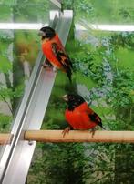 Kapoetsensijzen 2 mannen., Meerdere dieren