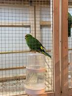 Tekoop jonge kakarikie parkieten, Dieren en Toebehoren, Meerdere dieren, Parkiet