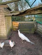 Mooie witte pauw, Dieren en Toebehoren, Mannelijk, Overige soorten