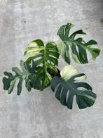 Monstera Jungle Mint ø19, Huis en Inrichting, Kamerplanten, Ophalen of Verzenden, Overige soorten, Minder dan 100 cm