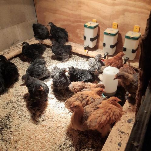 Hele mooie cochin kriel hennetjes, Dieren en Toebehoren, Pluimvee, Kip, Vrouwelijk