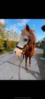 Bitloos hoofdstel maat pony, Dieren en Toebehoren, Paarden en Pony's | Hoofdstellen en Tuigage, Ophalen of Verzenden