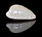 Schelpen: Cypraea piperita occidentalis 18,5mm Australië, Ophalen of Verzenden, Schelp(en)