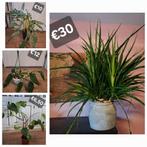 Partij Kamerplanten Sansevieria Monstera Aglaonema PhilCobra, Vaste plant, Bloeit niet, Halfschaduw, Ophalen