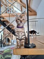 Bengaal/Tigrett, Dieren en Toebehoren, Katten en Kittens | Overige Katten, Poes