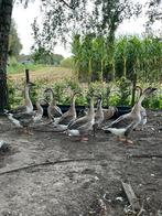Afrikaanse knobbel ganzen te koop, Dieren en Toebehoren, Pluimvee, Meerdere dieren, Gans of Zwaan