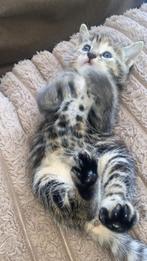 Super mooie halve britse korthaar kittens, Dieren en Toebehoren, Katten en Kittens | Raskatten | Korthaar, Ontwormd, 0 tot 2 jaar