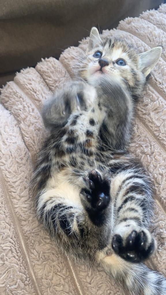 Super mooie halve britse korthaar kittens, Dieren en Toebehoren, Katten en Kittens | Raskatten | Korthaar, 0 tot 2 jaar, Ontwormd