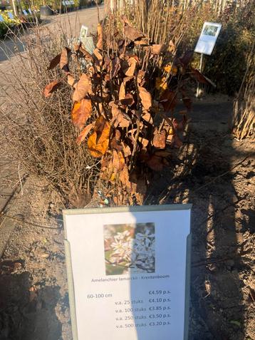 Krentenboom (Amelanchier lamarckii) beschikbaar voor biedingen