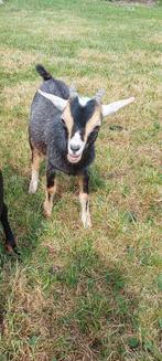 Dwergbokje blauwschimmel tan, Dieren en Toebehoren, Schapen, Geiten en Varkens, Mannelijk, Geit, 0 tot 2 jaar