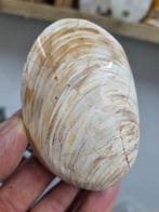Tweekleppige fossiele schelp, Ophalen of Verzenden, Mineraal