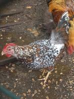Fraaie raszuivere porselein kleurige leghorn hen, Dieren en Toebehoren, Pluimvee, Vrouwelijk, Kip