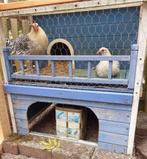 Friese krielkip zoekt gezelschap, Dieren en Toebehoren, Pluimvee, Vrouwelijk, Kip