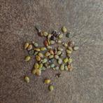 Brem,geel, Verzenden, Halfschaduw