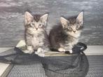 Kittens Maine coon, Dieren en Toebehoren, Katten en Kittens | Raskatten | Langhaar, Meerdere dieren, Gechipt, 0 tot 2 jaar
