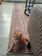 Kittens, Dieren en Toebehoren