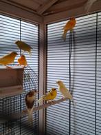 Kanaries van dit jaar., Dieren en Toebehoren, Vogels | Overige Vogels, Meerdere dieren