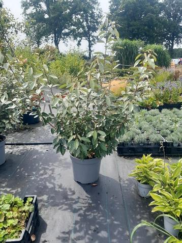 Olijfwilg Elaeagnus ebbingei 100-120cm in pot beschikbaar voor biedingen