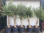 Verse olijfboom | Olijfbomen (Olea Europaea 170-180 cm), Tuin en Terras, In pot, Olijfboom, Lente, Volle zon