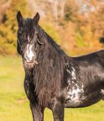 Adembenemende. Tinker, ruin,146/147m,,13jaar,pssm1 vrij, Dieren en Toebehoren, Paarden, Minder dan 160 cm, Ruin, Niet van toepassing