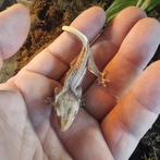 Wimpergekko's, Dieren en Toebehoren, Reptielen en Amfibieën, Hagedis