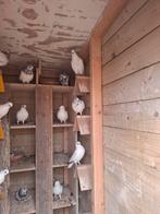 Jonge tipplers, hoogvliegers Amsterdamse tipplers,., Dieren en Toebehoren, Vogels | Duiven, Geslacht onbekend, Overige soorten