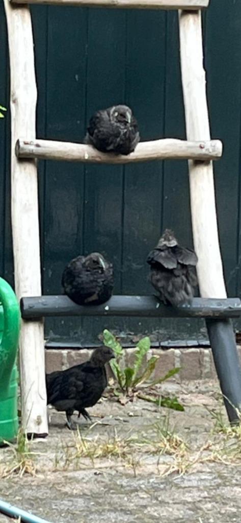 Jonge hanen, evt met hennen, Dieren en Toebehoren, Pluimvee | Toebehoren, Nieuw, Kippenhok of Kippenren, Ophalen