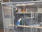 agepornis  4 x, Dieren en Toebehoren, Vogels | Parkieten en Papegaaien, Meerdere dieren, Dwergpapegaai of Agapornis