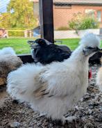 Lief tam zijdehoen haantje 12 weken oud, Dieren en Toebehoren, Pluimvee, Mannelijk, Kip