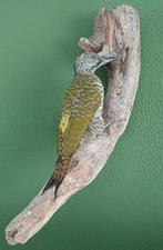Groene Specht | Juveniel | Taxidermie | 2022, Ophalen of Verzenden, Zo goed als nieuw, Vogel, Opgezet dier
