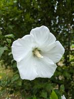 3 rijkbloeiende Hibiscus struiken groot en mooi, Ophalen, Overige soorten, Struik, 100 tot 250 cm