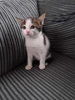 2 mooie cypres kittens Mogen weg, Dieren en Toebehoren, Katten en Kittens | Overige Katten, Meerdere dieren